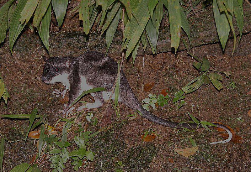 5 Fakta Oposum Air, Marsupial Semi Akuatik dari Benua Amerika