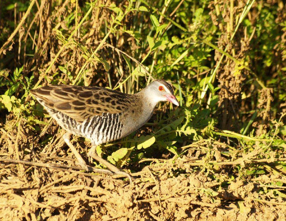 Burung african crake (commons.wikimedia.org/Mark Tittley)