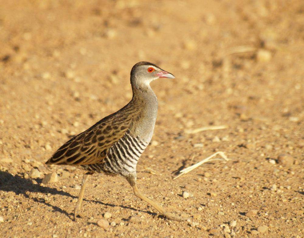 Burung african crake (commons.wikimedia.org/Mark Tittley)