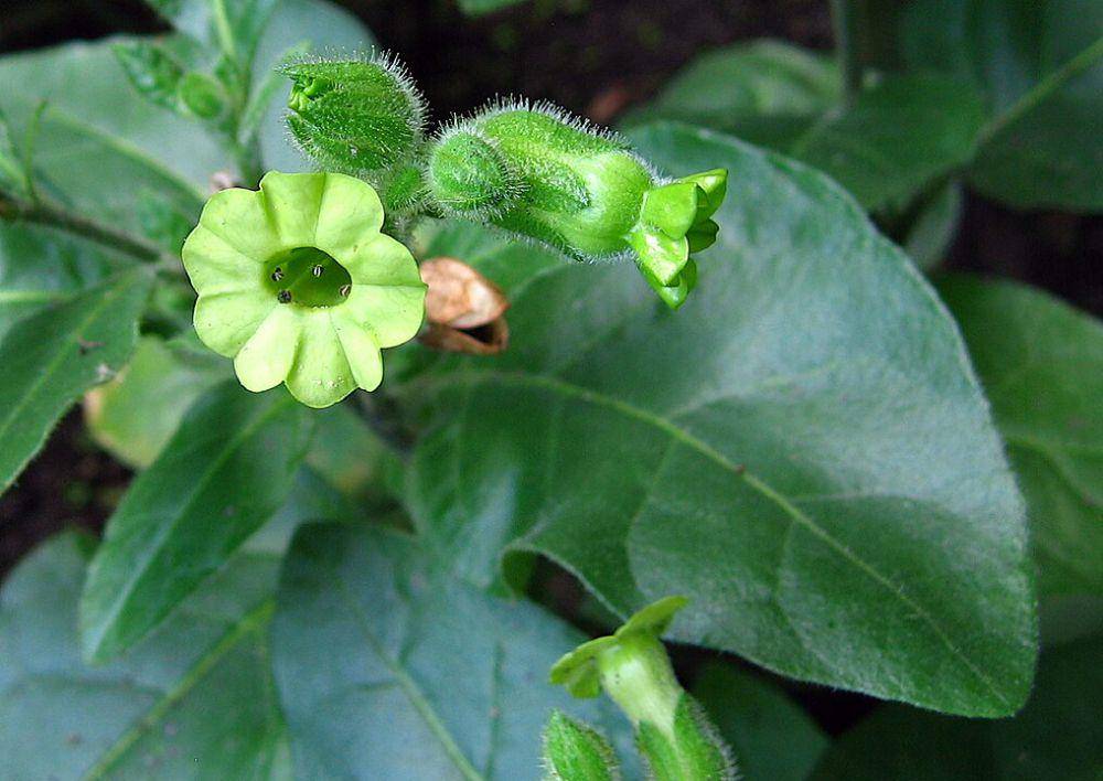 ilustrasi tumbuhan nicotiana di alam bebas (commons.wikimedia.org/Kostka Martin)