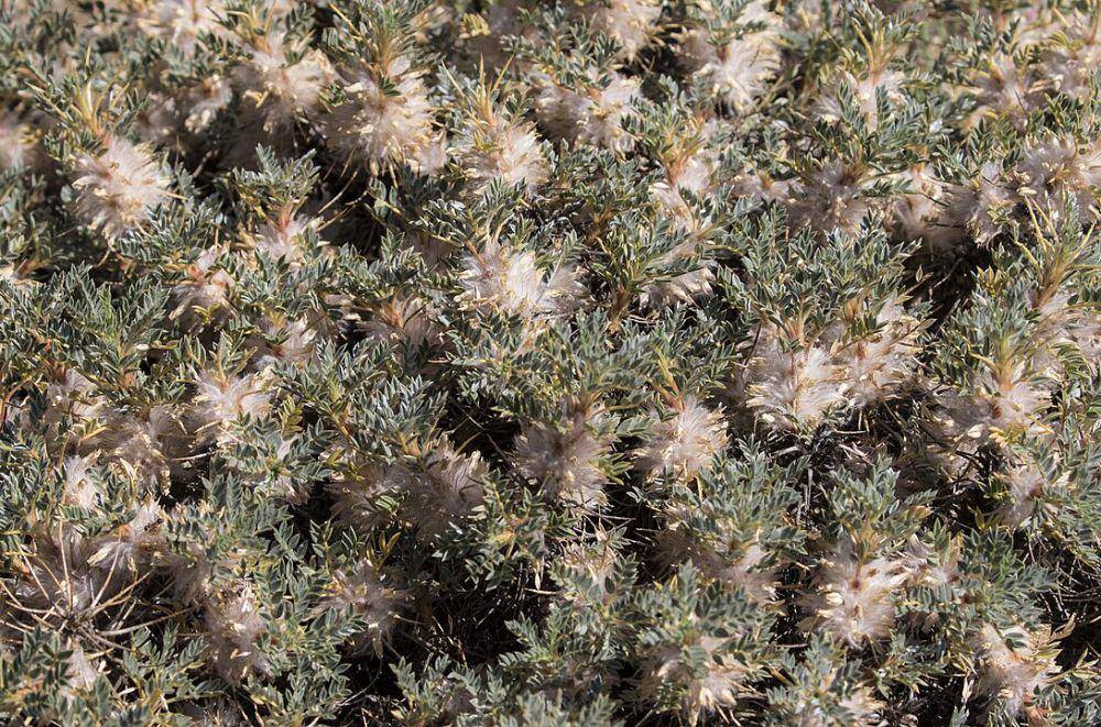 ilustrasi tumbuhan astragalus.sp di lingkungan bebas (commons.wikimedia.org/Zeynel Cebeci)