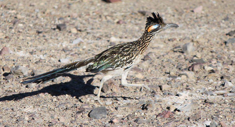 Roadrunner (commons.m.wikimedia.org/NPS)