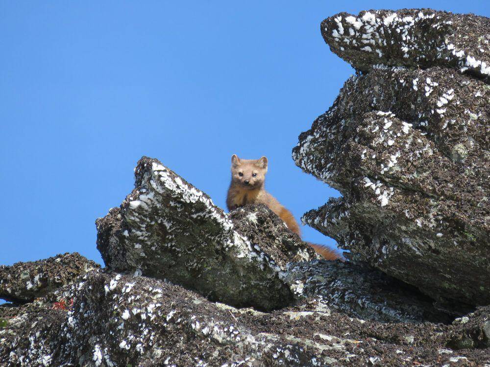 marten amerika (commons.m.wikimedia.org/Forest Service Northern Region)