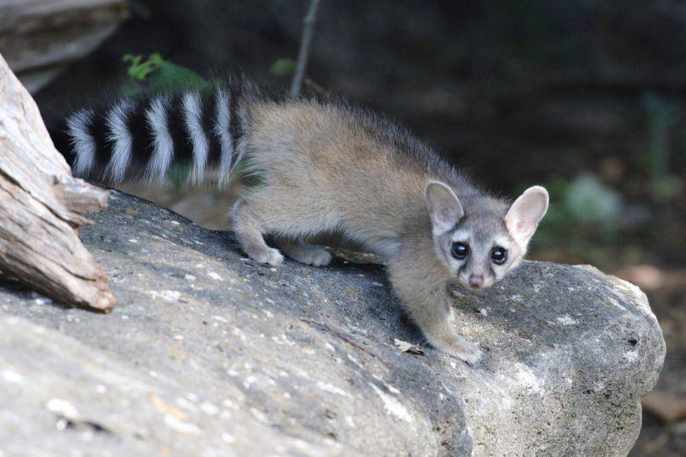 Ringtail (commons.m.wikimedia.org/Brooke Smith)