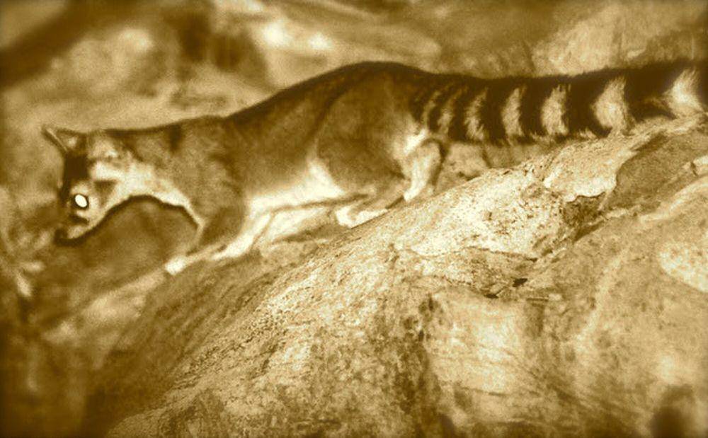 Ringtail (commons.m.wikimedia.org/Jean Mena)