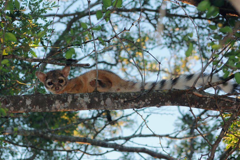 Ringtail (commons.m.wikimedia.org/Juan Cruzado Cortes)