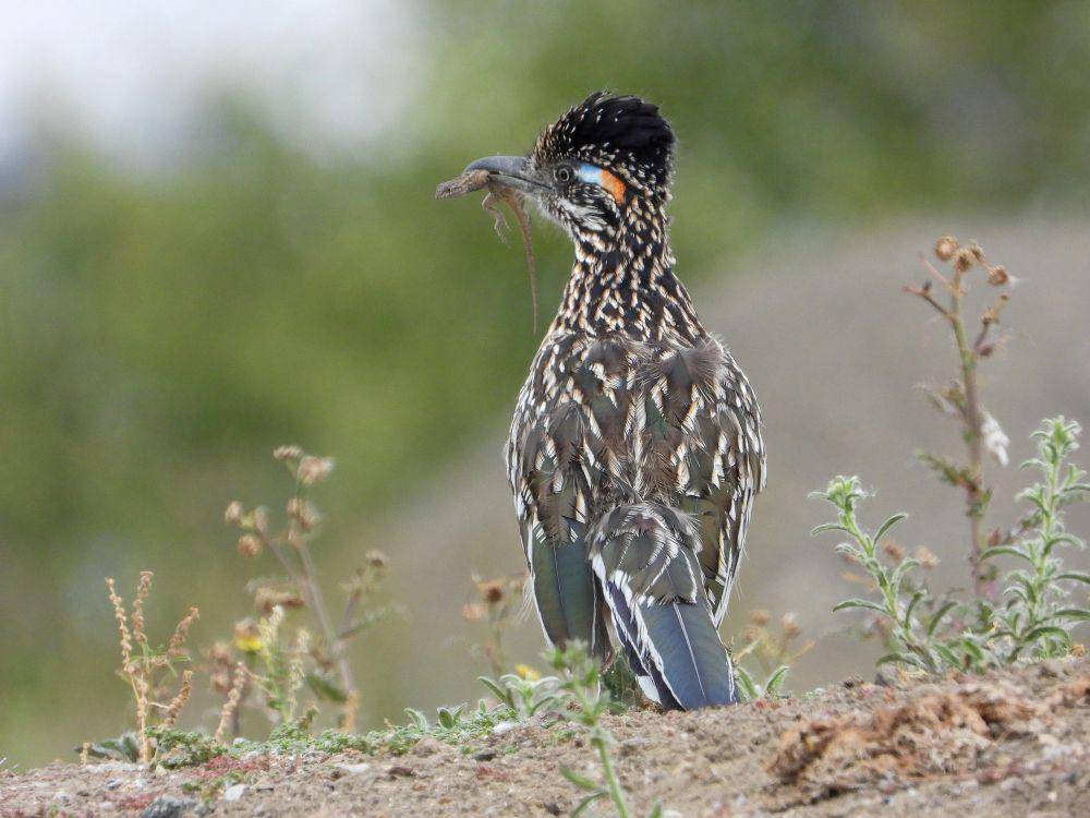 Roadrunner (commons.m.wikimedia.org/James M. Maley)