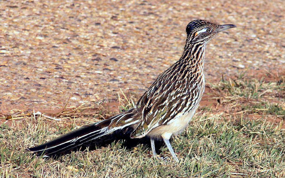 Roadrunner (commons.m.wikimedia.org/drumguy8800)