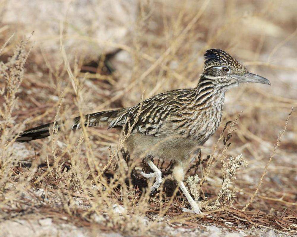 Roadrunner (commons.m.wikimedia.org/Lip Kee Yap)