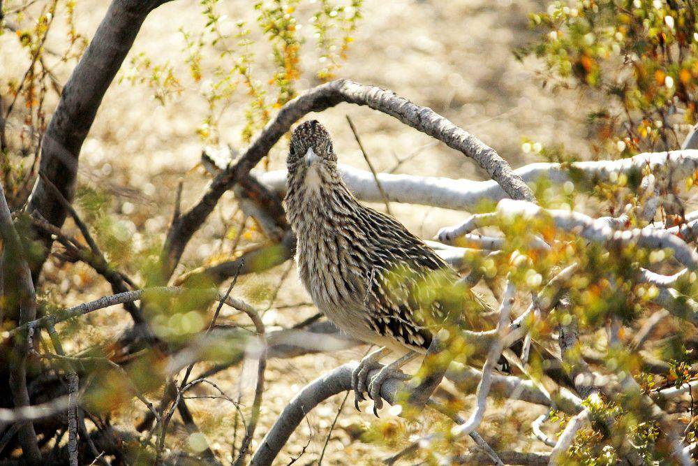 Roadrunner (commons.m.wikimedia.org/Robb Hannawacker)