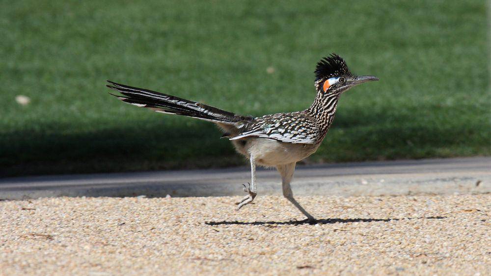 Roadrunner (commons.m.wikimedia.org/Dominic Sherony)