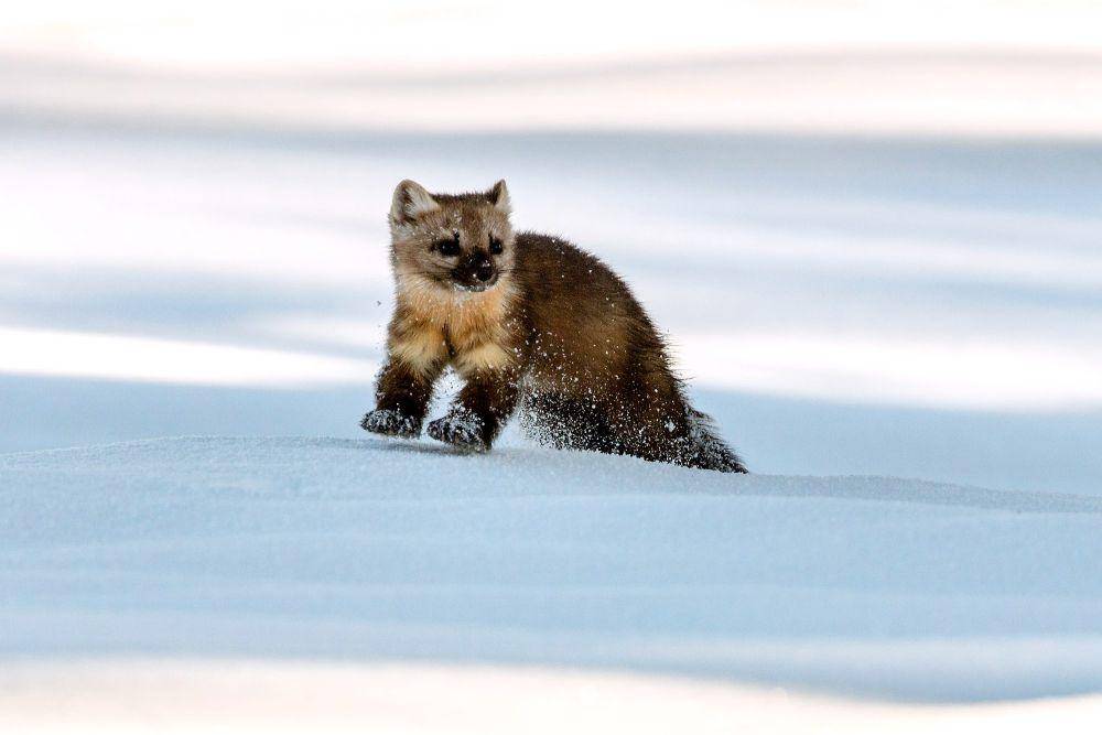 marten amerika (commons.m.wikimedia.org/Jacob W. Frank)