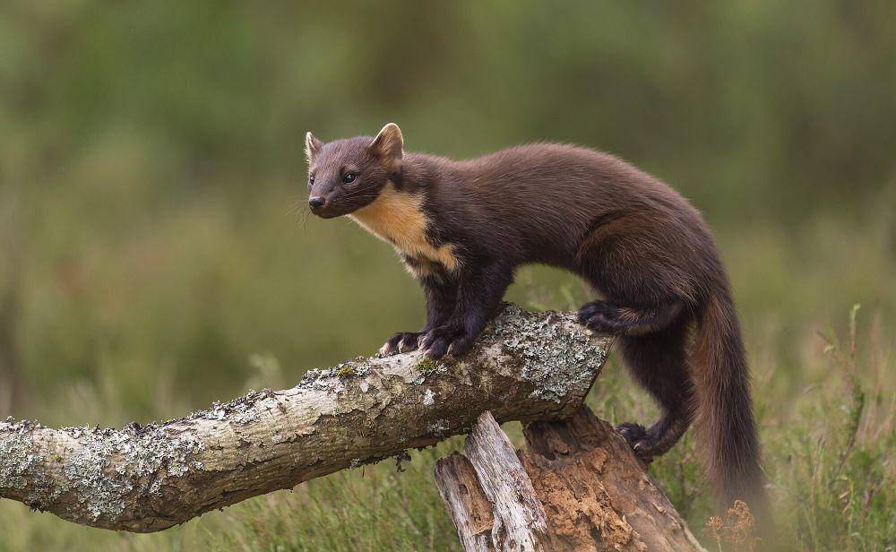 marten amerika (commons.m.wikimedia.org/caroline legg)