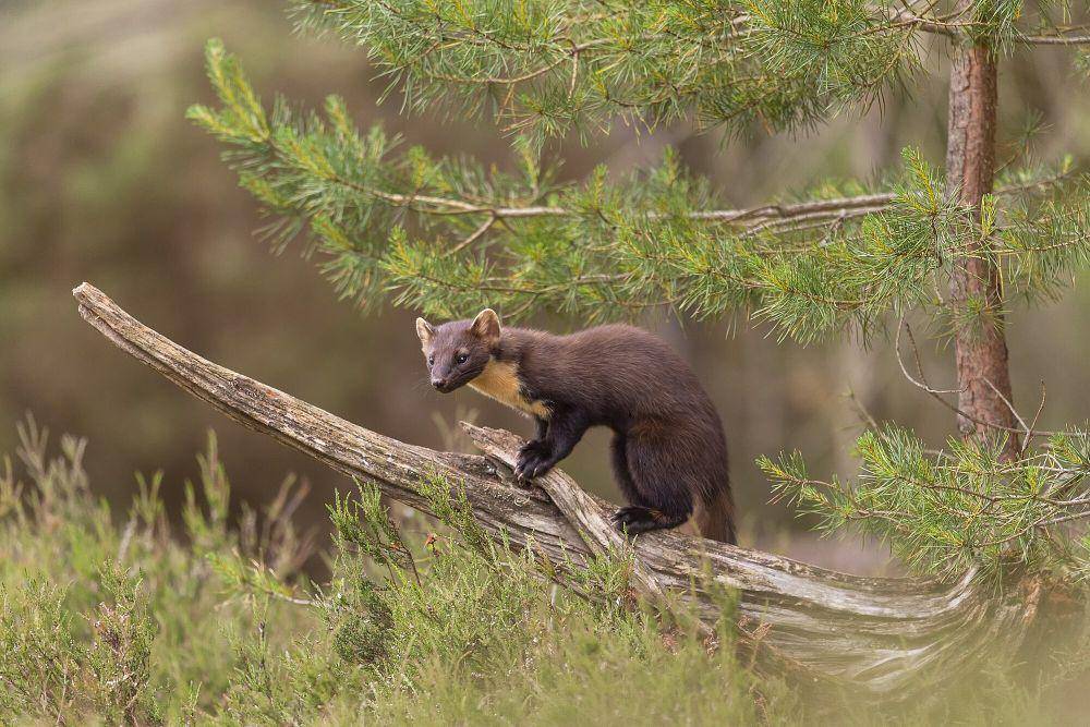 marten amerika (commons.m.wikimedia.org/caroline legg)