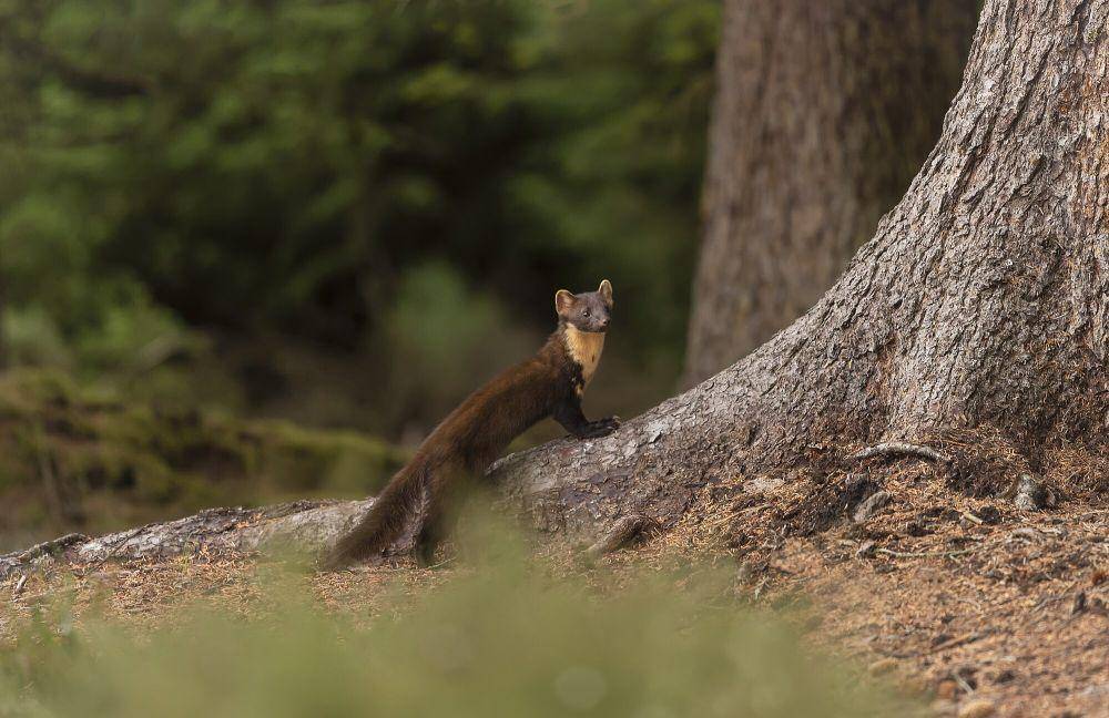 marten amerika (commons.m.wikimedia.org/caroline legg)