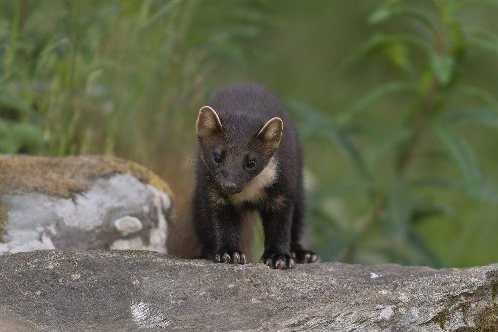 marten amerika (commons.m.wikimedia.org/caroline legg)
