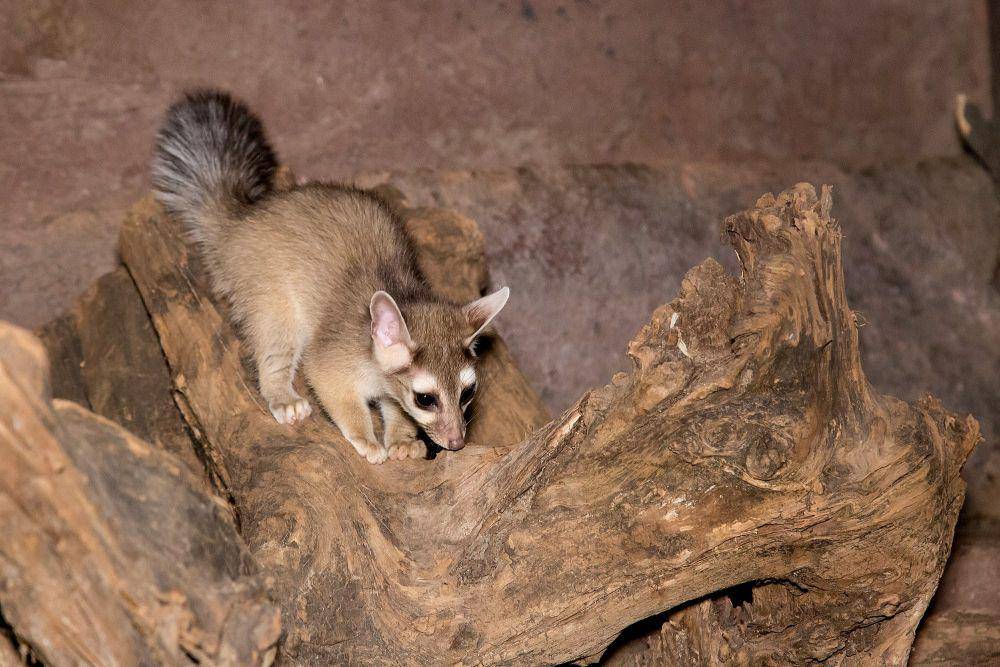 Ringtail (commons.m.wikimedia.org/Theo Kruse Burgers' Zoo)
