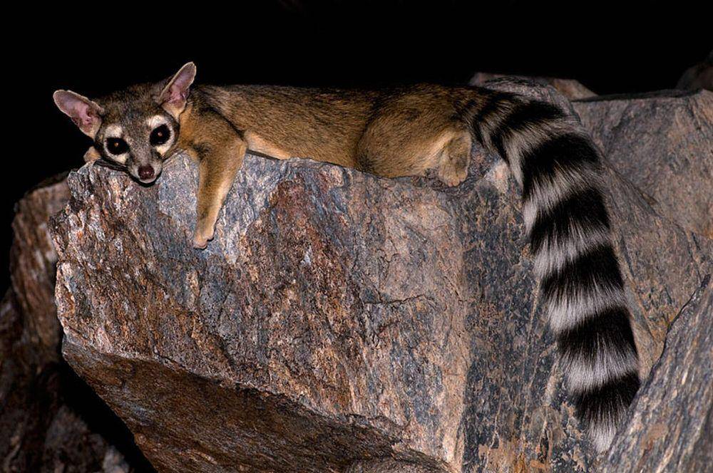 Ringtail (commons.m.wikimedia.org/Robertbody)