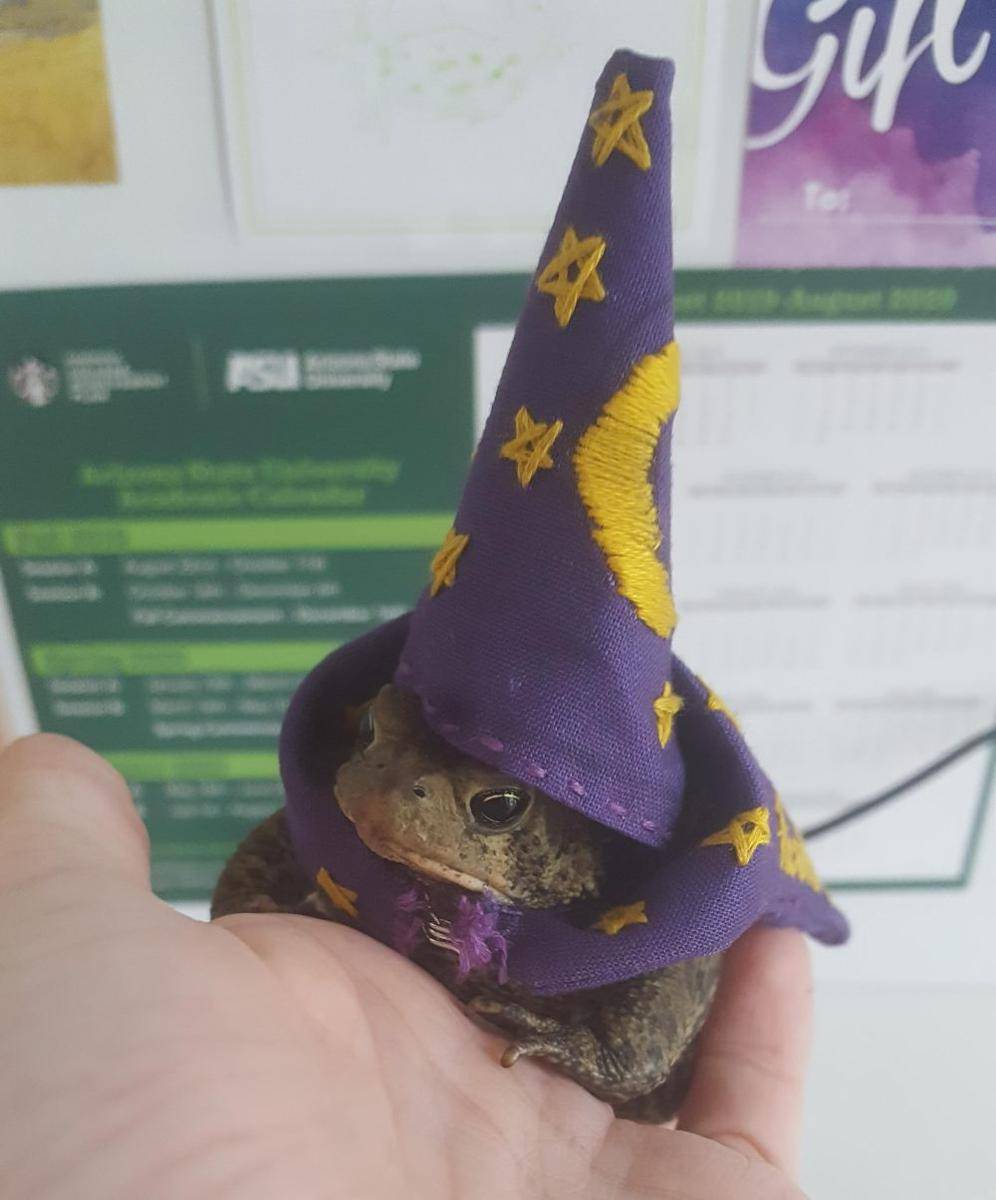 foto kodok paling menggemaskan (reddit.com/user/Gigibop)