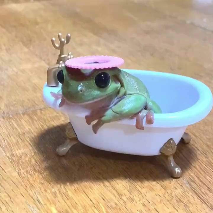 foto kodok paling menggemaskan (reddit.com/user/xSoulsaber)