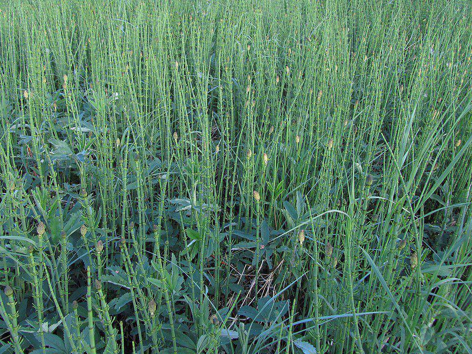 ilustrasi tumbuhan equisetum di lingkungan bebas (commons.wikimedia.org/Matti Virtala)