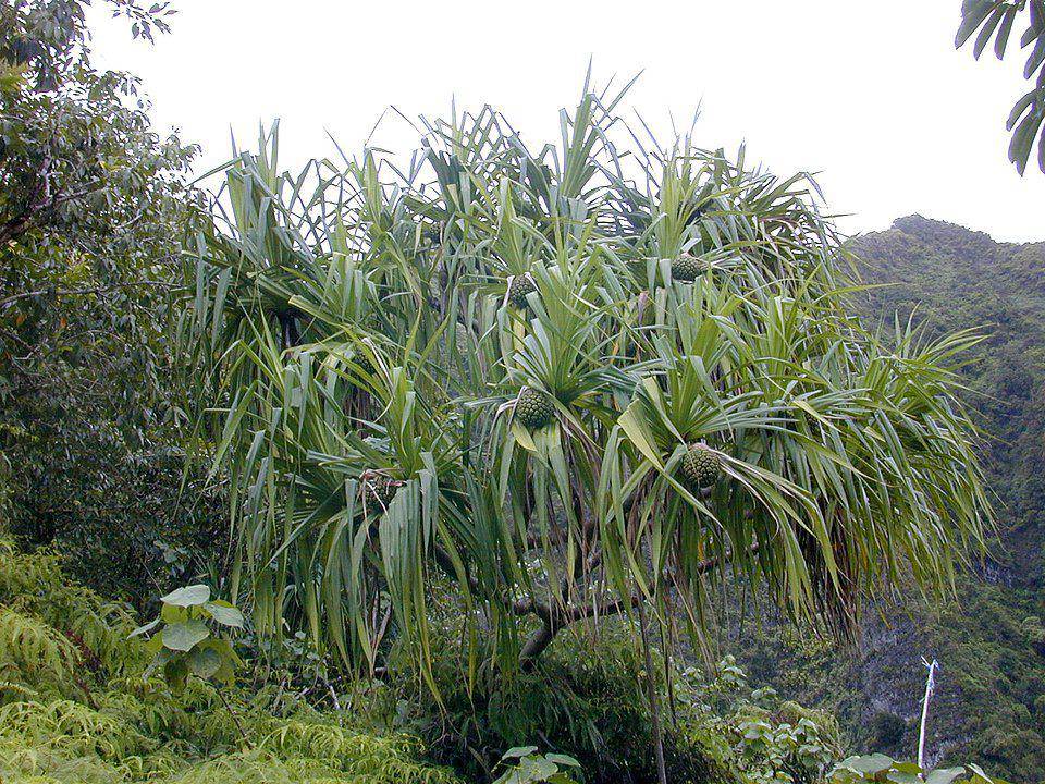 ilustrasi tumbuhan pandanus di alam bebas (commons.wikimedia.org/Eric Guinther)