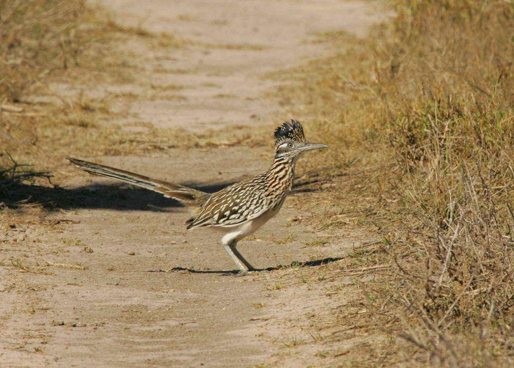 Roadrunner (pixabay.com/Public Domain Images)