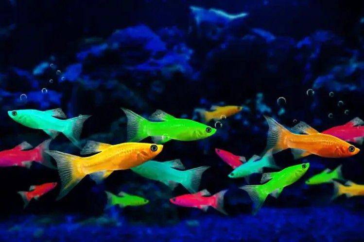 Ikan Glofish Danio (fishkeepingadventure.com)