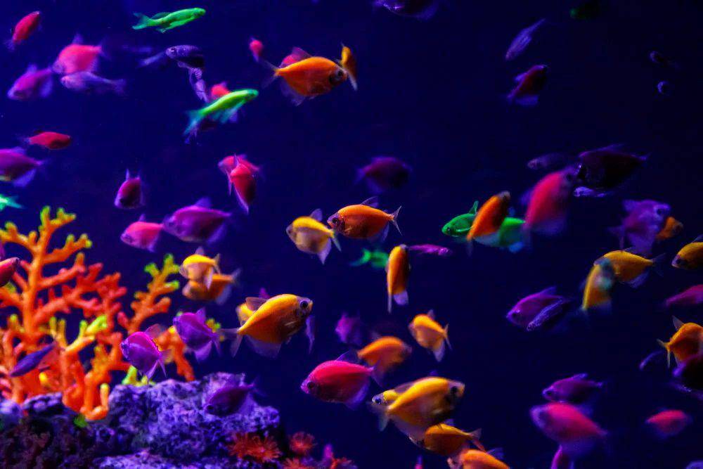 Ikan Glofish Tetra (aquariumcoop.com)