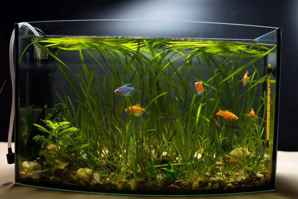 Ikan Glofish di dalam akuarium (aquariumcoop.com)