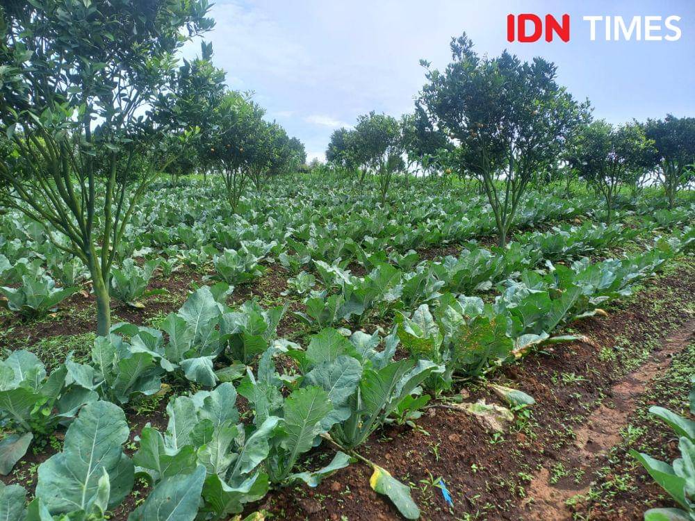 Lahan pertanian warga yang berada di dekat Pangulubalang (IDN Times/Eko Agus Herianto)