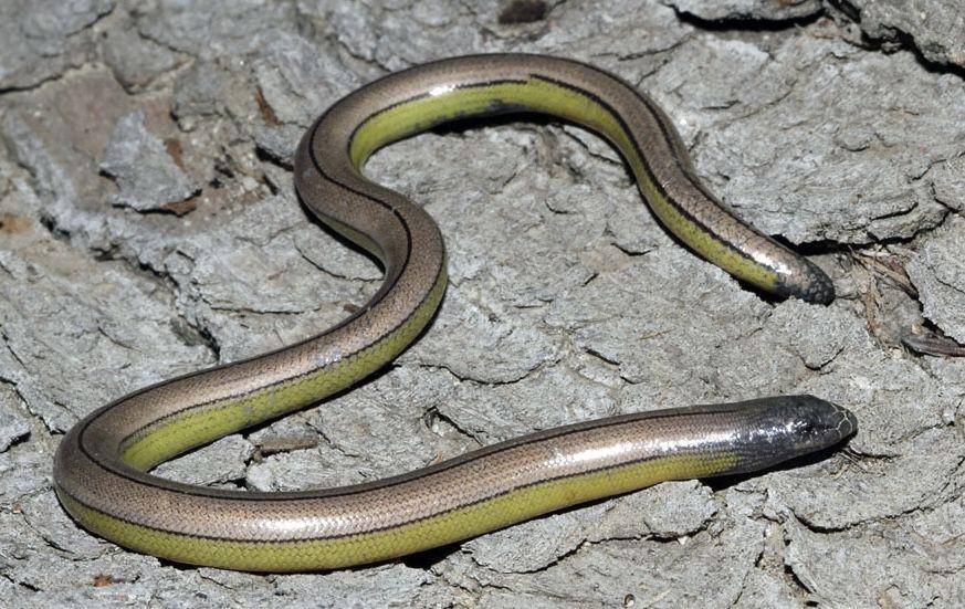 Kadal Tak Berkaki (californiaherps.com)