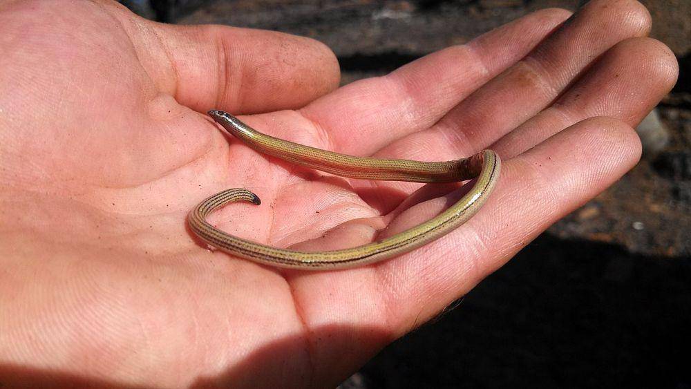California Legless Lizard (commons.m.wikimedia.org)