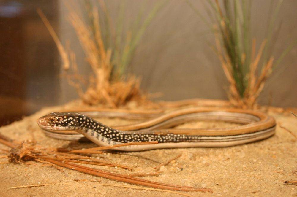 Mimic Glass Lizard (commons.m.wikimedia.org)