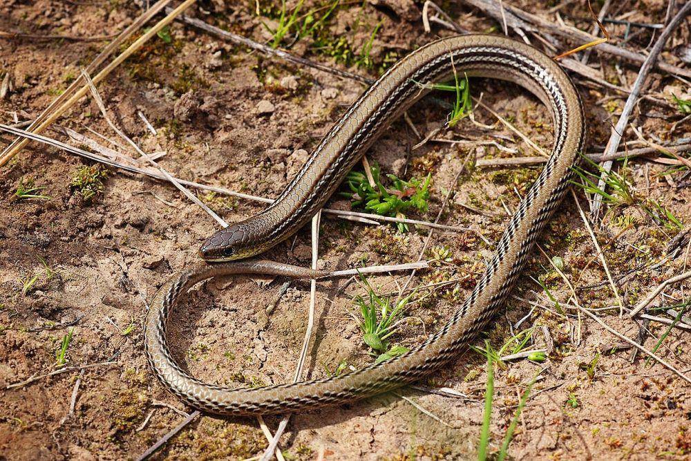 Striped Legless Lizard (commons.m.wikimedia.org)
