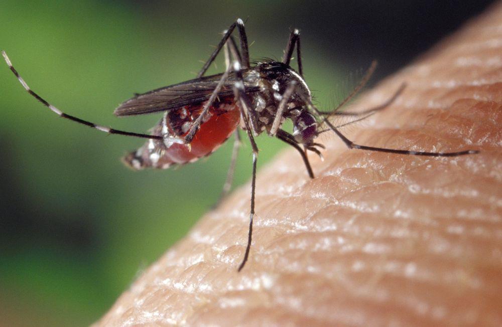 Mengenal Nyamuk Wolbachia, Efektif Perangi DBD?