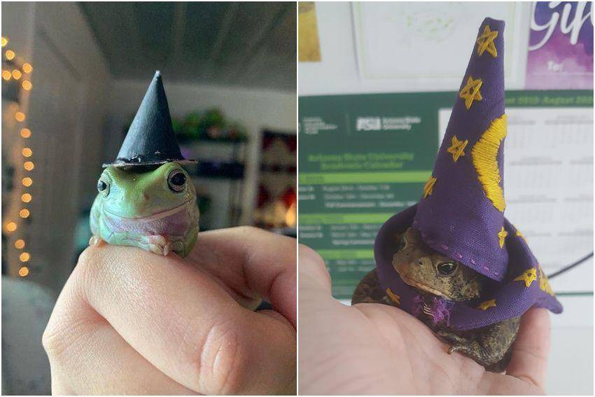 kolase foto kodok paling menggemaskan (reddit.com/user/sometimesisleeptoo | reddit.com/user/Gigibop)
