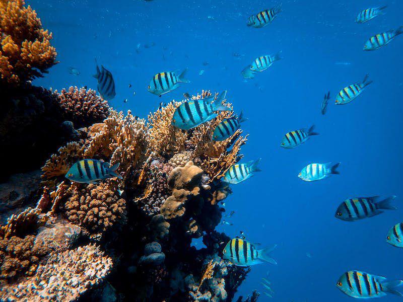 Bisa Nggak Ikan Tenggelam? Ini 6 Fakta tentang Hewan Air Bernapas