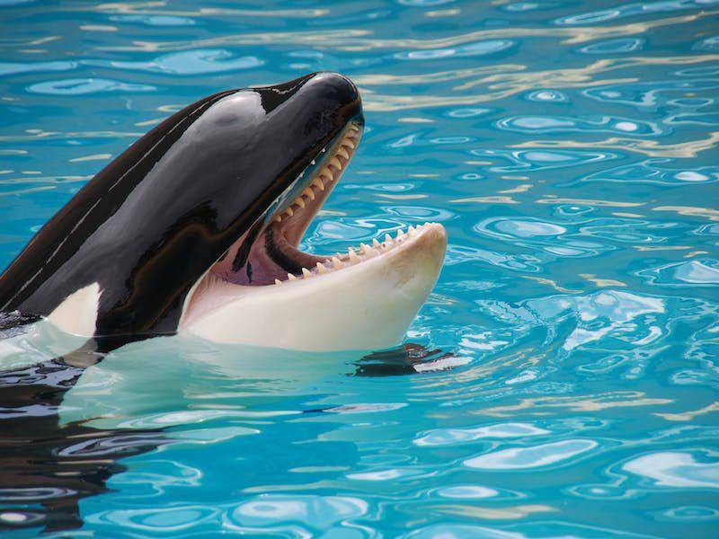 ilustrasi Ikan Paus Orca mengambil nafas di udara (pexels.com/Pixabay)