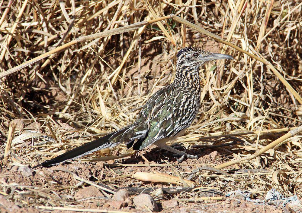 Roadrunner (pixabay.com/B Waldon)