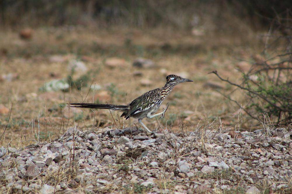 Roadrunner (pixabay.com/Wonderland woo)