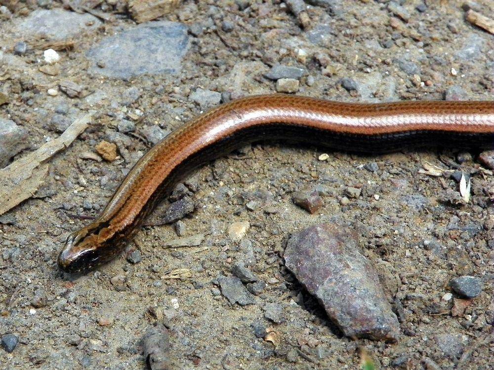 Slow Worm (Wikimedia Commons/Peter O'Connor)