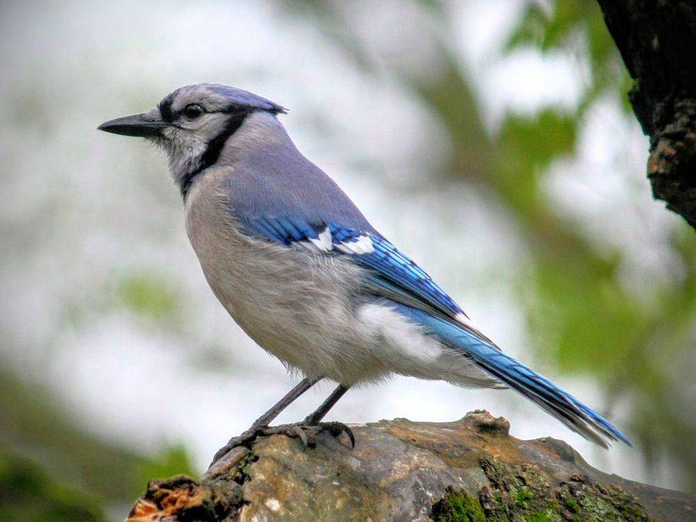 potret blue jay (commons.m.wikimedia.org/American Lotus)