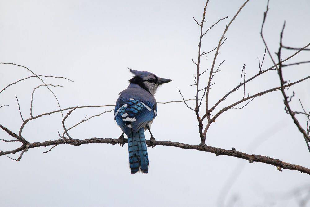 potret blue jay (commons.m.wikimedia.org/Goutham89)
