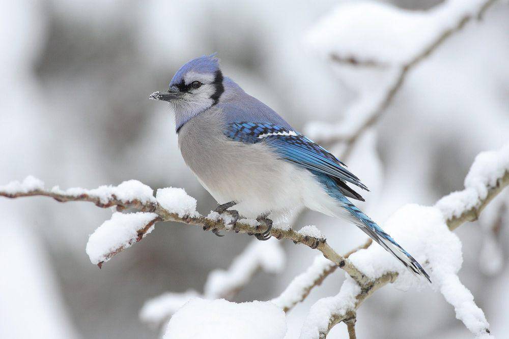 Blue jay (commons.m.wikimedia.org/Mdf)