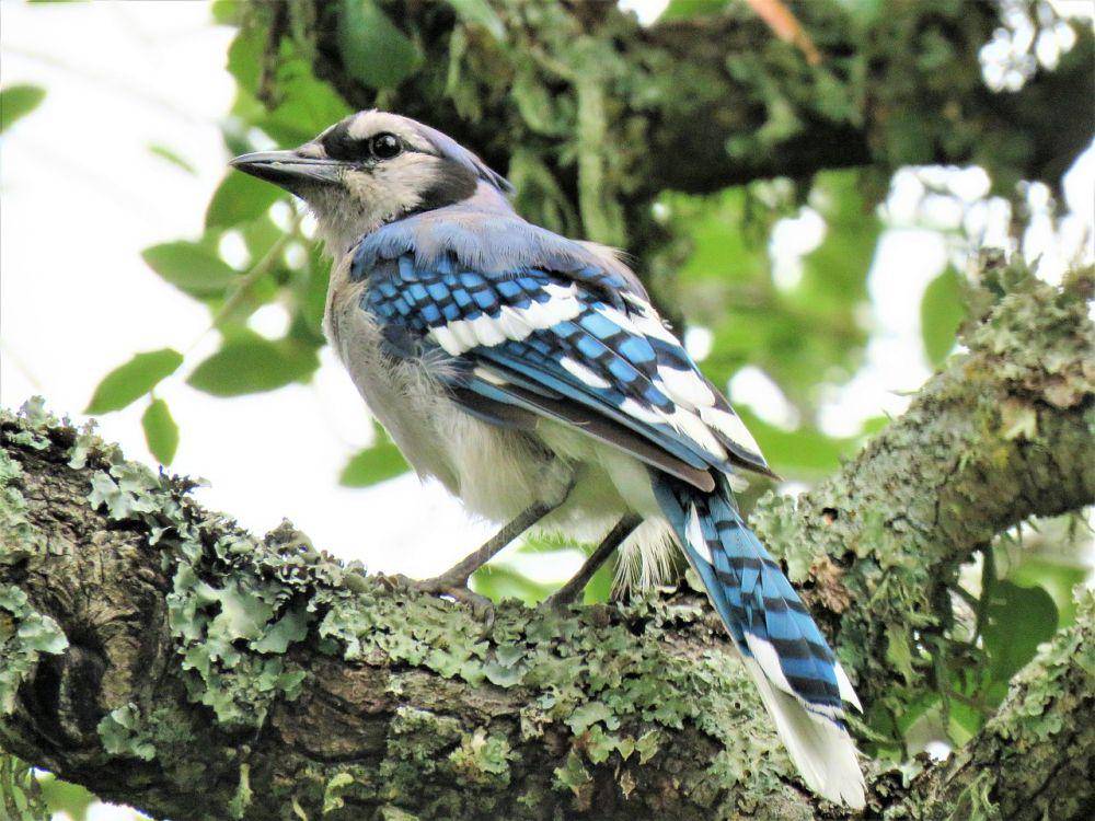 potret blue jay (pixabay.com/Goerge)