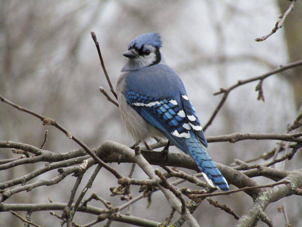 Blue jay (pixabay.com/Steve McLeod)