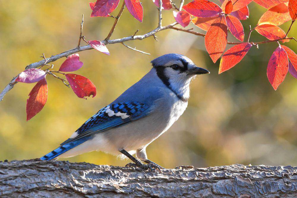 potret blue jay (pixabay.com/Jack Bulmer)