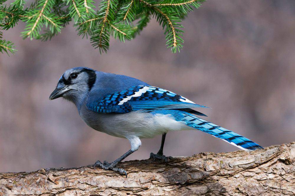Blue jay (pixabay.com/Jack Bulmer)