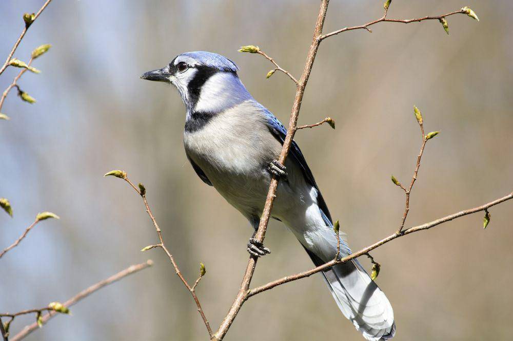 potret blue jay (pixabay.com/Scott)